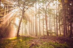 握手处镶有铂金镀层饰环